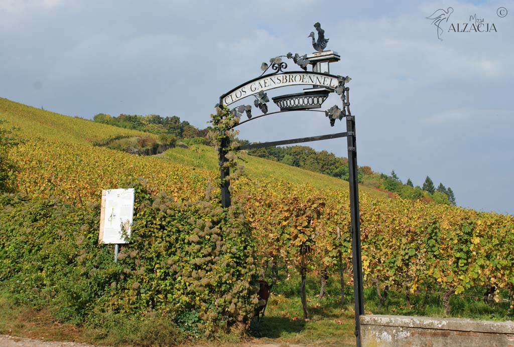 Barr i święto winobrania w Alzacji